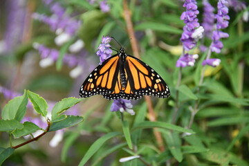 Monarch Butterfly Spread on Mexican Sage