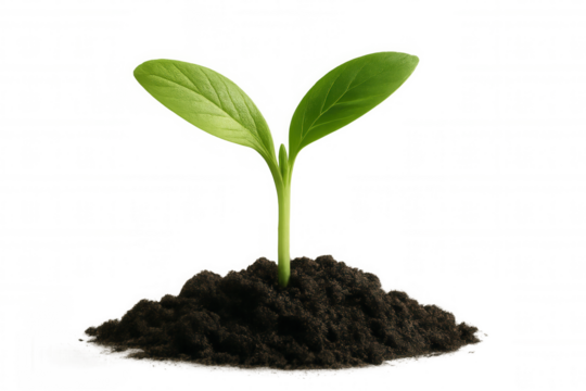 Young green plant growing in fertile soil, symbolizing growth, new life, hope, and environmental care