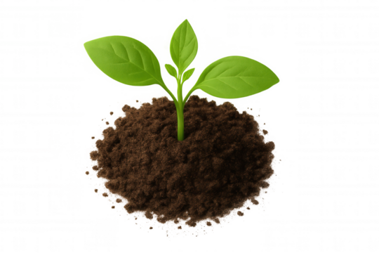 Green seedling growing in rich soil, symbolizing new life, sustainable growth, and environmental care with transparent background