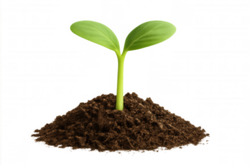 Green seedling sprouting from soil, symbolizing new life, growth, and environmental sustainability, transparent background