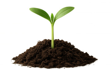 Green seedling growing in rich soil, symbolizing new life, growth, and environmental care with transparent background