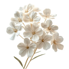 Obraz premium Cluster of elegant, soft-white flowers with central yellow details