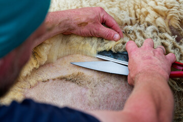 Man shearing a sheep with sharp hand shears and fleece