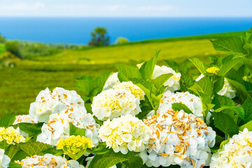Hydrangea Flowers and Green Lush Fields. Atlantic Ocean. Azores, Sao Miguel Island. Portugal