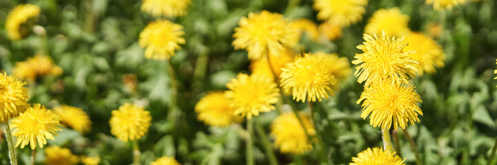 Bright yellow dandelion field with green leaves in springtime sunlight close-up.