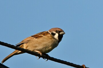 sparrow on a branch 電線のスズメさん