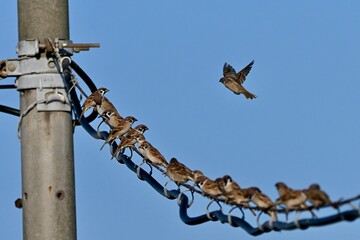 birds on a wire 電線にスズメさん