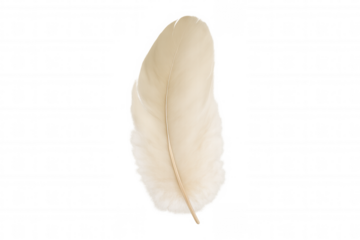 White feather floating with soft downy texture, symbolizing lightness, purity, elegance, and freedom on transparent background