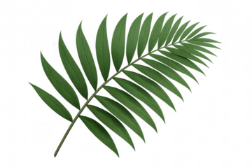 Green palm frond depicting a tropical botanical leaf. Transparent background providing versatility for multiple design uses