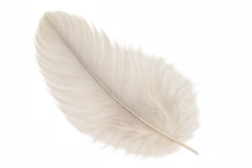 White feather floating with soft fluffiness, creating a feeling of lightness, purity, tranquility, and spirituality