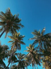 Sunlight Filters Through Lush Green Palm Fronds Against A Vibrant Clear Blue Sky