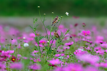 コスモス畑のノビタキたち