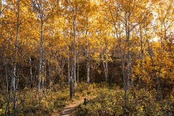 Fototapeta premium Beaver Creek Conservation Area in Autumn