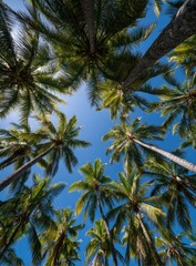 View Upwards Through Palm Trees Reaching into the Blue Sky at Tropical Location