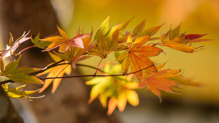 Colorful Autumn Leaves on Branch