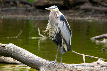 great blue heron