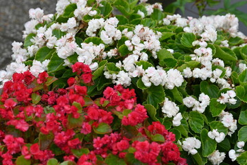 red and white flowers 