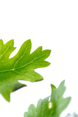 Obraz premium Macro shot of cilantro leaf on white background