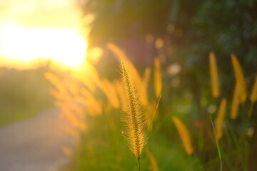 Golden Sunrise Over Wild Grass