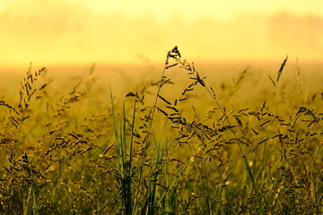 Morning Dew on Wild Grass Field