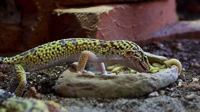 An exotic reptile, a leopard gecko with yellow spotted skin, eats worms