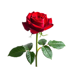  Single Red Rose with Green Stem, Isolated on White Background
