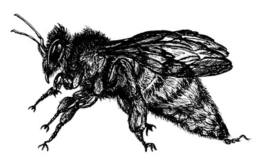 
Detailed black and white hand drawn bee illustration showing intricate wings and body texture in vintage etching style isolated on white background