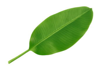 Fototapeta premium Banana leaf displaying a vibrant green hue and clear vein pattern, representing tropical nature, organic food, and exotic foliage