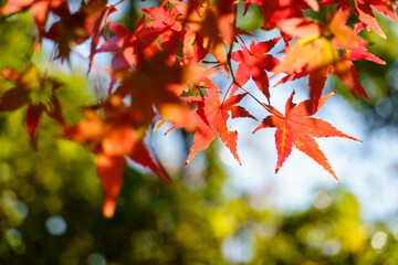 柔らかな光に包まれた紅葉のモミジの葉