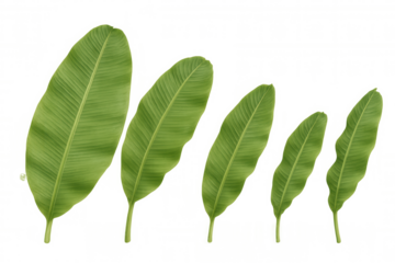 Banana leaves of different sizes, tropical foliage elements for design, transparent background