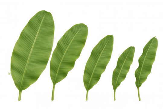 Banana leaves of different sizes, tropical foliage elements for design, transparent background