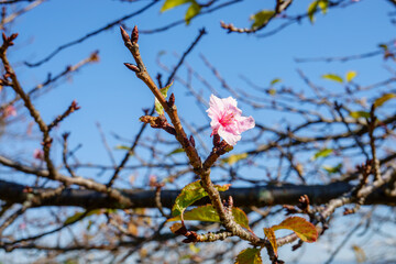 青空に咲く一輪の桜の花