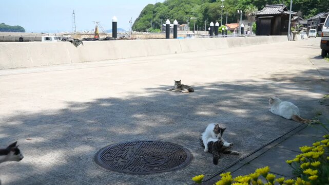 真鍋島の猫 （岡山県笠岡市, 2025年5月）