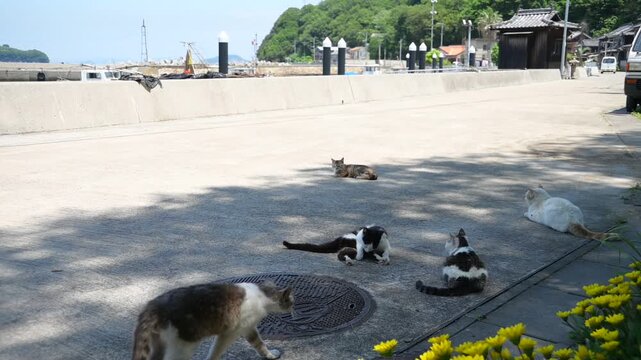真鍋島の猫 （岡山県笠岡市, 2025年5月）