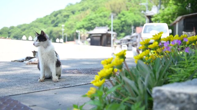 真鍋島の猫 （岡山県笠岡市, 2025年5月）