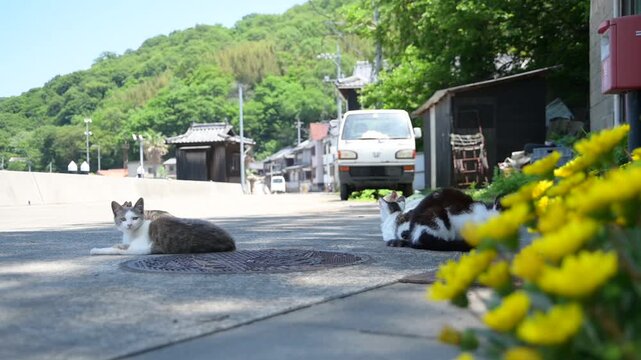 真鍋島の猫 （岡山県笠岡市, 2025年5月）