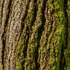 Obraz premium Moss-Covered Tree Bark