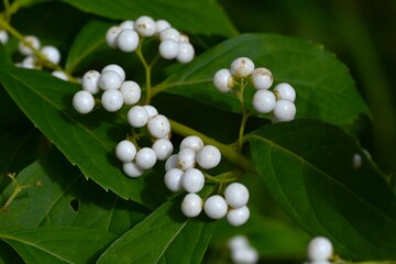 Japanese beautyberry (Calicarpa japonica f. albibacca) white berries. Lamiaceae deciduous shrub....