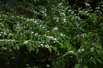 Japanese beautyberry (Calicarpa japonica f. albibacca) white berries. Lamiaceae deciduous shrub....