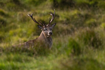 Red Deer Stag, Isle of Harris, Scotland