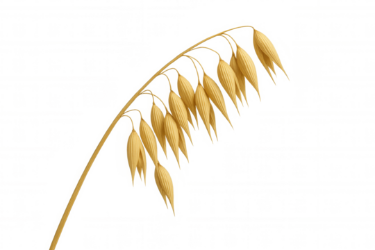 Golden oat stalk with grains for food and agriculture, presenting healthy harvest ingredient