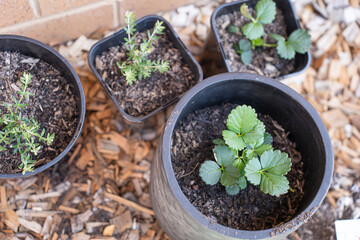 transplanting flowers, plant seedlings, ground