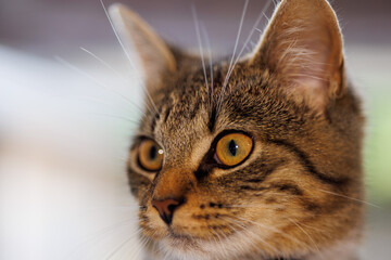 Stunning close up of cat's captivating eyes with warm tones and detailed fur