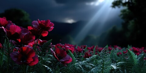 Dark clouds hover over a vibrant field of red poppies illuminated by sunlight during the late afternoon