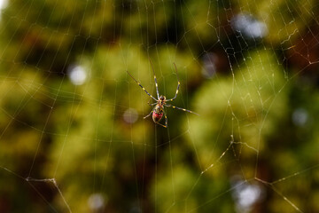 Spider on Web with Blurred Green Background