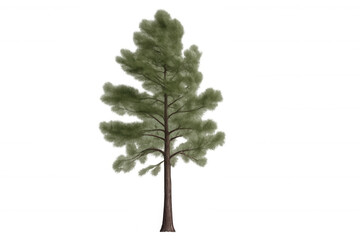 Fototapeta premium Pine tree standing on transparent background, symbolizing nature, environment, and forest landscapes