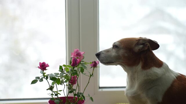 Cute dog with a rose pot flowers at the window. Valentines, Mother's day concept.