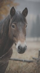 Majestic brown horse gazes thoughtfully in a misty autumn landscape with golden grass and distant trees - Low Contrast