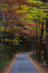 日本の風景・秋　静岡県森町　紅葉の小國神社