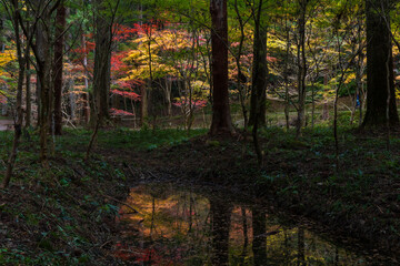 日本の風景・秋　静岡県森町　紅葉の小國神社